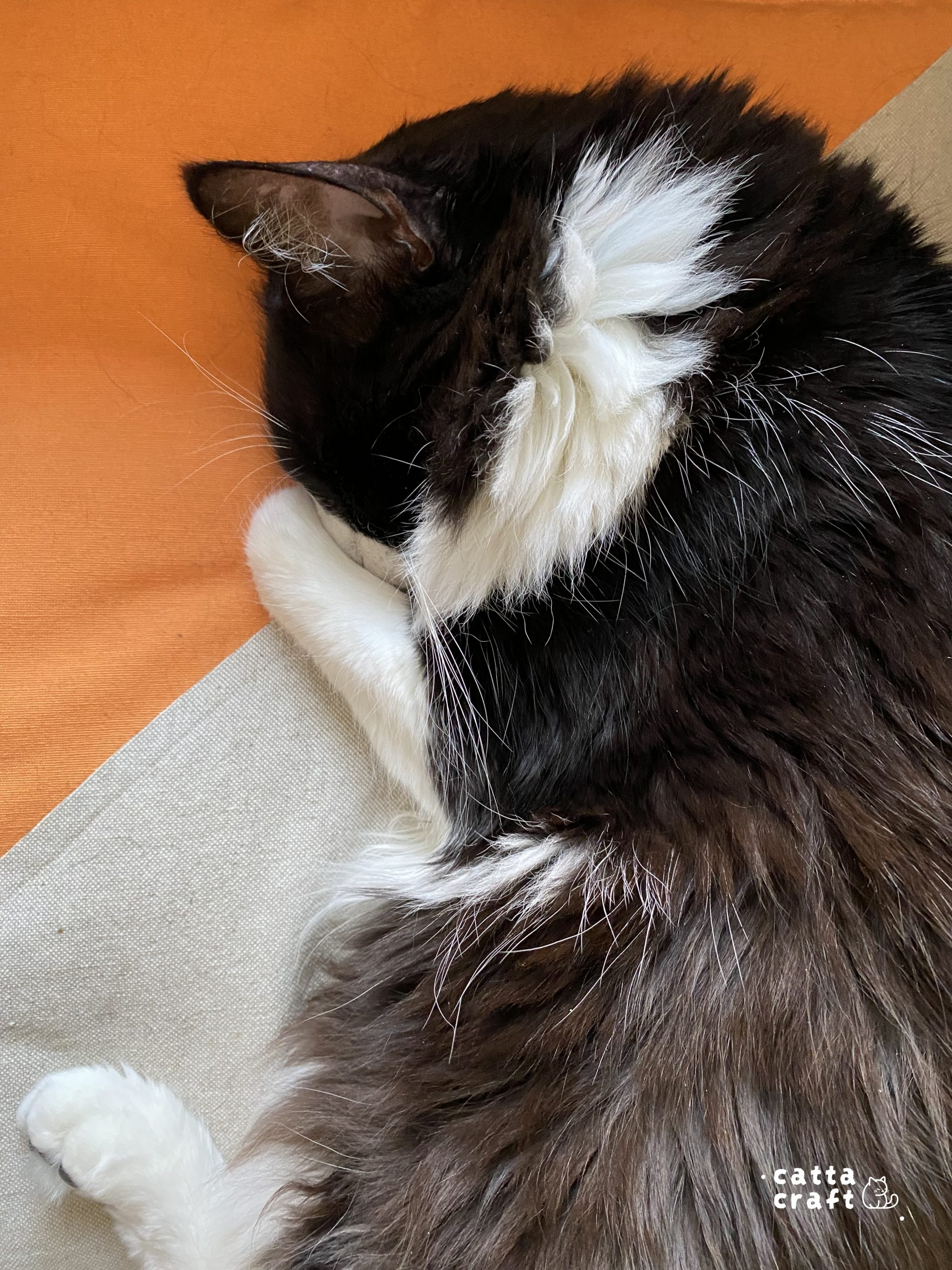 Sheldon catching some Z's on our cozy Flat Bed.