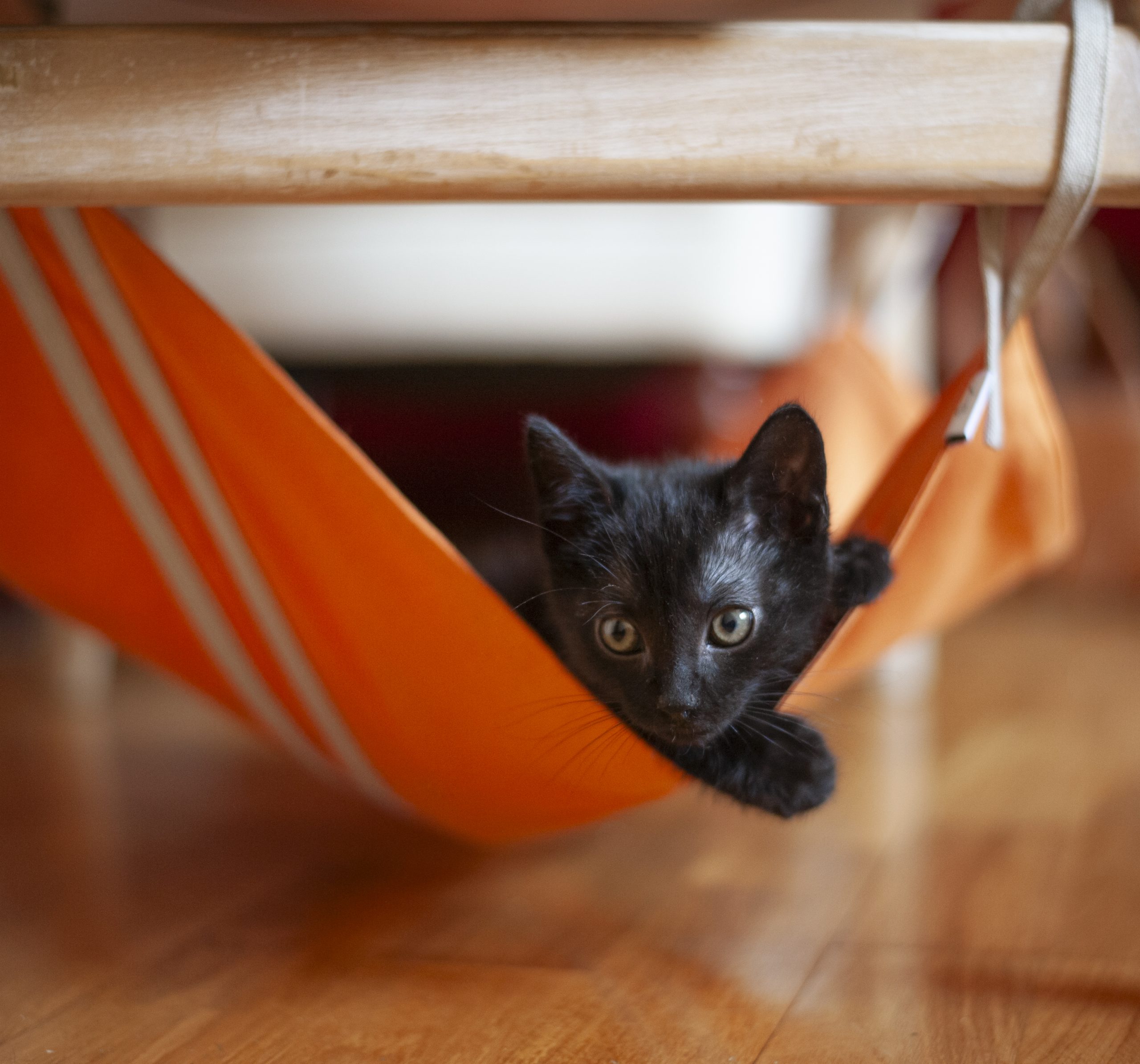 Bivol and the hammock