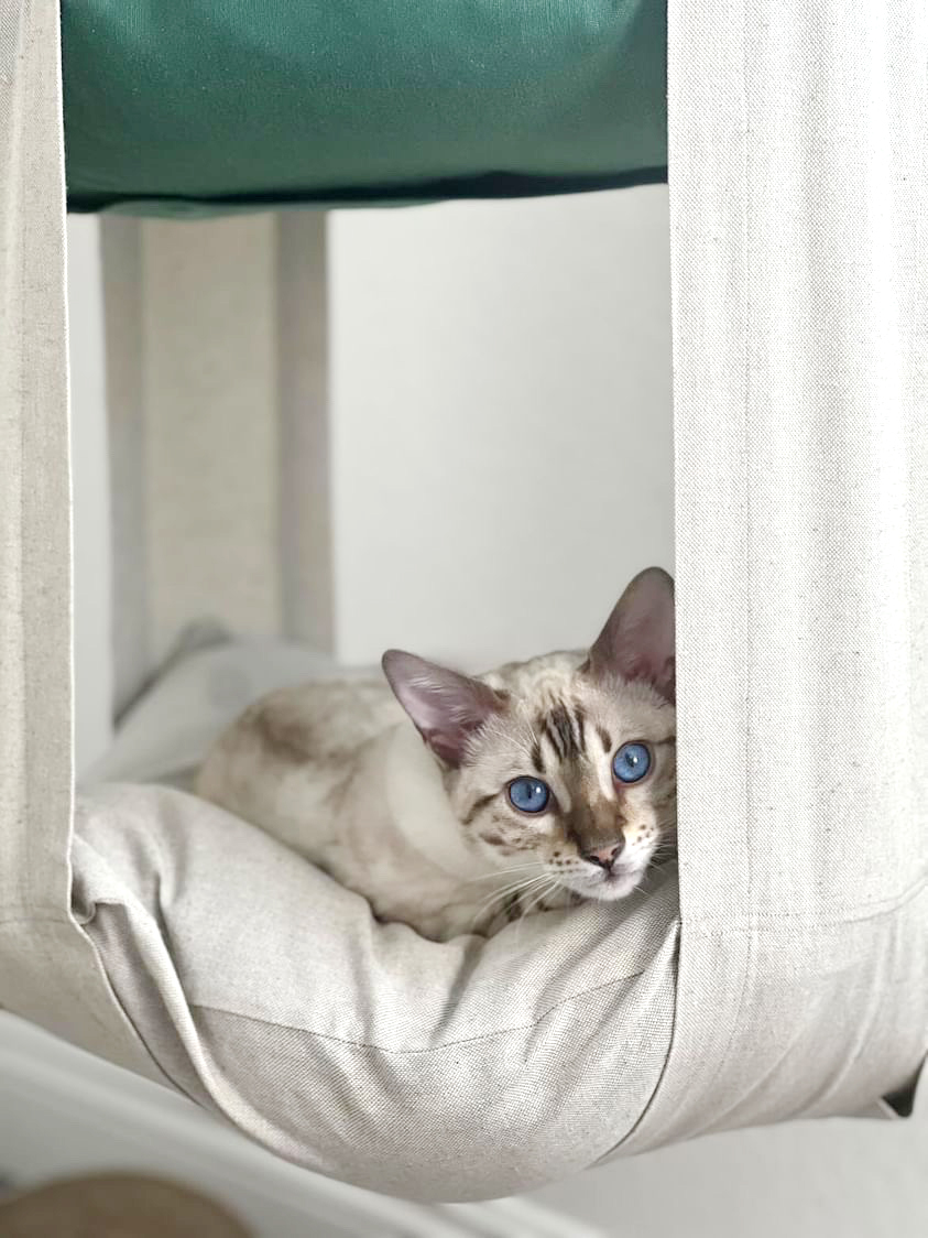 Royal the Snow Bengal and the cat swing